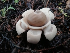 Geastrum triplex