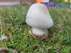 Leucoagaricus leucothites