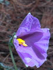 Lycianthes