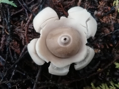 Geastrum triplex