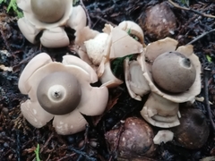 Geastrum triplex