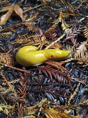 Ariolimax dolichophallus