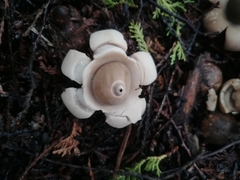 Geastrum triplex