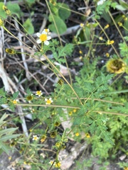 Bidens bigelovii