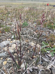 Arctagrostis latifolia