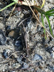 Psinidia fenestralis