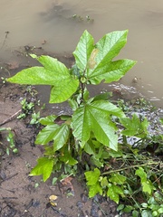 Platanus mexicana