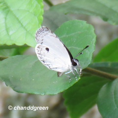 Neopithecops zalmora