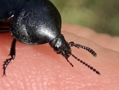 Ablattaria laevigata