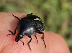 Ablattaria laevigata