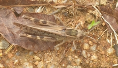 Shirakiacris shirakii