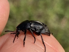 Ablattaria laevigata