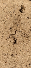 Epictia borapeliotes