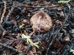 Geastrum triplex