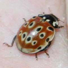Anatis ocellata