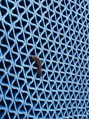 Asiomorpha coarctata