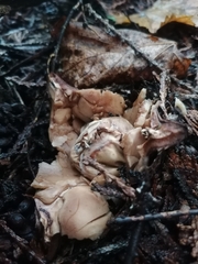 Geastrum triplex