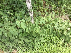 Jaltomata procumbens