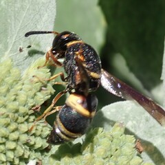 Euodynerus hidalgo boreoorientalis