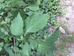 Jaltomata procumbens