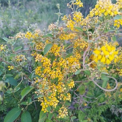 Gaudichaudia cynanchoides