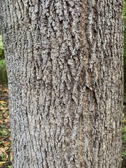 Tilia americana americana