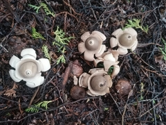 Geastrum triplex