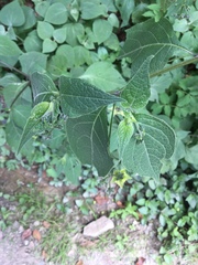 Jaltomata procumbens