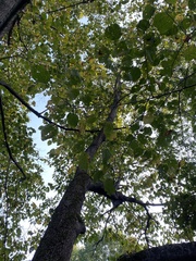 Tilia americana americana