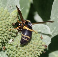 Euodynerus hidalgo boreoorientalis