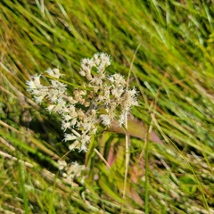 Eupatorium perfoliatum