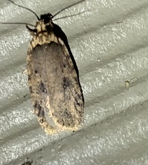 Agonopterix pulvipennella
