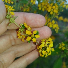 Gaudichaudia cynanchoides
