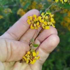 Gaudichaudia cynanchoides