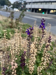 Salvia pratensis