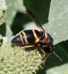 Euodynerus hidalgo boreoorientalis