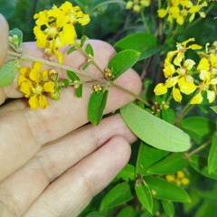 Gaudichaudia cynanchoides
