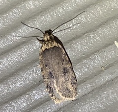 Agonopterix pulvipennella