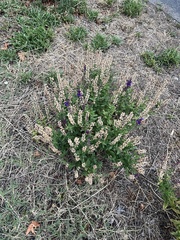 Salvia pratensis