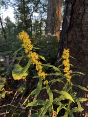 Solidago curtisii