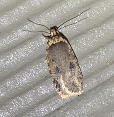 Agonopterix pulvipennella