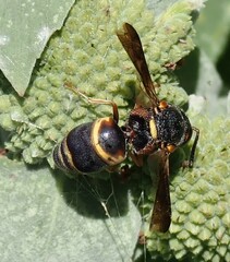 Euodynerus hidalgo boreoorientalis