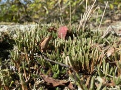 Selaginella rupestris