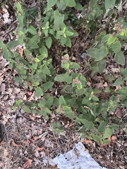 Teucrium scorodonia