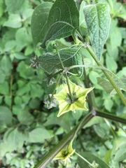 Jaltomata procumbens