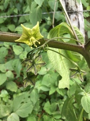 Jaltomata procumbens