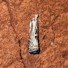 Microcrambus minor