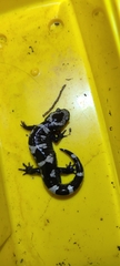 Ambystoma opacum