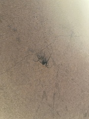 Latrodectus hesperus