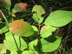 Prunus virginiana